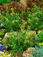 Ilex crenata Green Lustre 30- 40 cm