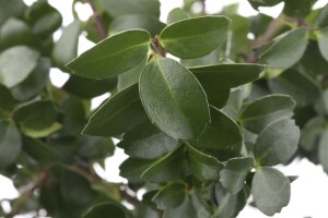 Ilex crenata Mariesii 40- 50 cm