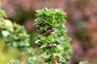 Ilex crenata Mariesii 40- 50 cm