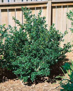 Ilex meserveae Blue Angel mb 40-50 cm