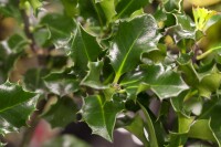 Ilex meserveae Blue Angel mb 40-50 cm