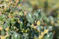 Ilex meserveae Blue Angel mb 40-50 cm