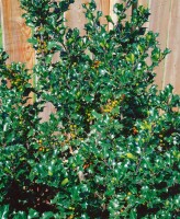 Ilex meserveae Blue Angel mb 40-50 cm