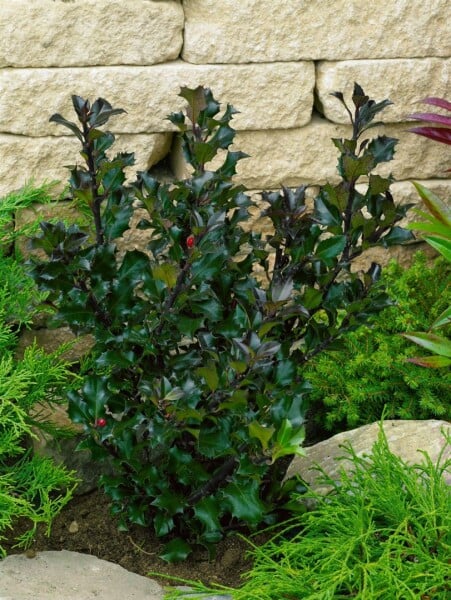 Ilex meserveae Heckenblau 40- 50 cm