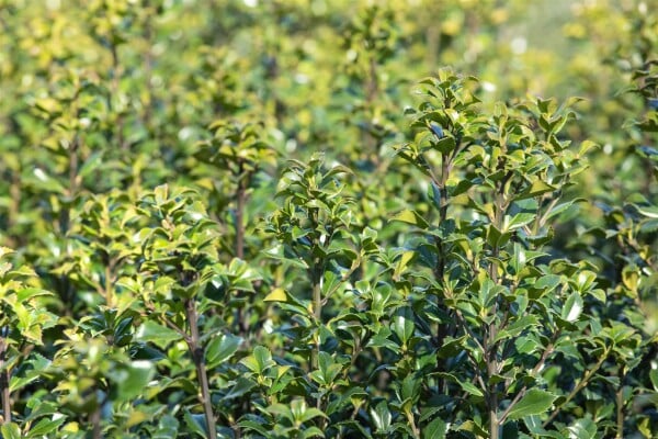 Ilex meserveae Heckenstar mb 50-60 cm