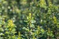 Ilex meserveae Heckenstar mb 50-60 cm