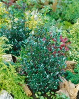 Ilex meserveae Heckenstar mb 50-60 cm