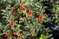 Ilex meserveae Heckenstar mb 50-60 cm