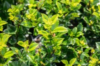 Ilex meserveae Heckenstar mb 50-60 cm