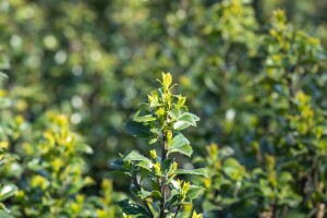 Ilex meserveae Heckenstar  kräftig 4xv mb 150-175 cm kräftig