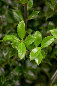 Ilex meserveae Heckenstar  kräftig 4xv mb 150-175 cm kräftig