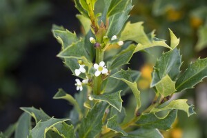 Ilex meserveae Heckenstar  kräftig 4xv mb 150-175 cm kräftig