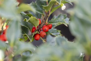 Ilex meserveae Heckenstar  kräftig 4xv mb 150-175 cm kräftig