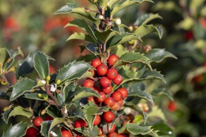 Ilex meserveae Heckenstar  kräftig 4xv mb 150-175 cm kräftig