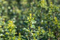 Ilex meserveae Heckenstar  kräftig 4xv mb 150-175 cm kräftig