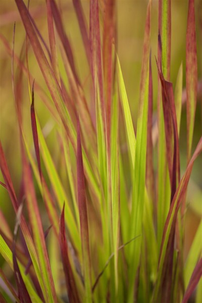 Imperata cylindrica Red Baron 9 cm Topf - Höhe variiert