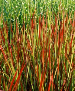 Imperata cylindrica Red Baron 9 cm Topf - Höhe variiert