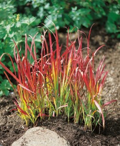 Imperata cylindrica Red Baron 9 cm Topf - Höhe variiert