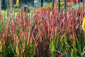 Imperata cylindrica Red Baron 9 cm Topf - Höhe variiert