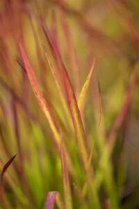 Imperata cylindrica Red Baron 9 cm Topf - Höhe variiert