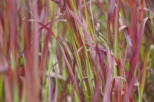 Imperata cylindrica Red Baron 9 cm Topf - Höhe variiert