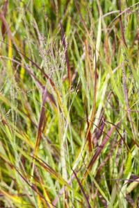 Imperata cylindrica Red Baron 9 cm Topf - Höhe variiert