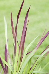 Imperata cylindrica Red Baron 9 cm Topf - Höhe variiert