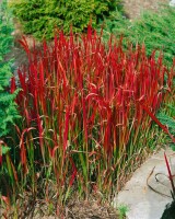 Imperata cylindrica Red Baron 9 cm Topf - Höhe variiert