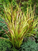 Imperata cylindrica Red Baron 9 cm Topf - Höhe variiert