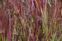 Imperata cylindrica Red Baron 9 cm Topf - Höhe variiert