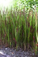 Imperata cylindrica Red Baron 9 cm Topf - Höhe variiert