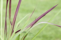 Imperata cylindrica Red Baron 9 cm Topf - Höhe variiert