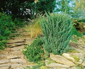 Juniperus chinensis Blaauw 30- 40 cm