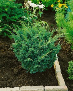 Juniperus chinensis Blaauw 30- 40 cm