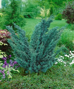 Juniperus chinensis Blaauw 30- 40 cm