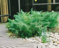 Juniperus chinensis Blaauw 30- 40 cm