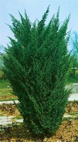 Juniperus chinensis Blaauw 30- 40 cm