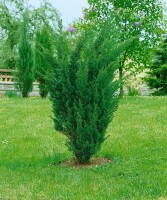 Juniperus chinensis Blaauw 30- 40 cm