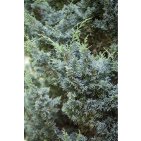 Juniperus chinensis Blaauw kräftig 5xv mDb 80-100