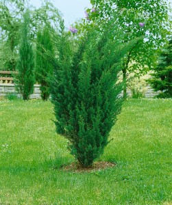 Juniperus chinensis Blaauw kräftig 5xv mDb 150- 175 cm kräftig