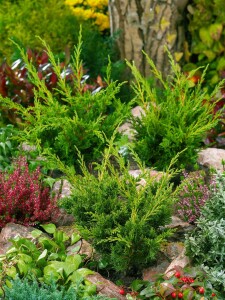 Juniperus chinensis Blaauw kräftig 5xv mDb 150- 175 cm kräftig