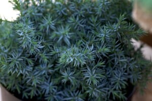 Juniperus chinensis Blue Alps 9 cm Topf - Höhe variiert