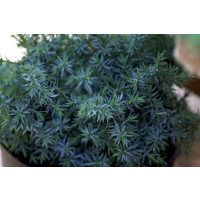 Juniperus chinensis Blue Alps 9 cm Topf - Höhe variiert