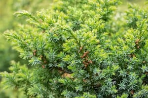 Juniperus chinensis Blue Alps 3xv mB 60- 80 cm