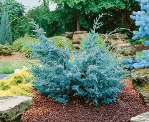 Juniperus chinensis Blue Alps 3xv mB 60- 80 cm