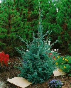 Juniperus chinensis Blue Alps 3xv mB 60- 80 cm