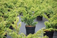 Juniperus chinensis Blue Alps 3xv mB 60- 80 cm