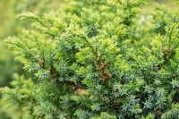 Juniperus chinensis Blue Alps 3xv mB 60- 80 cm