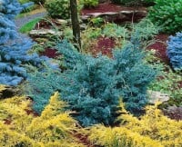 Juniperus chinensis Blue Alps 3xv mB 60- 80 cm