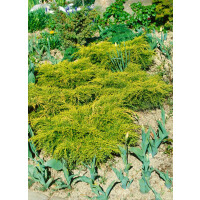 Juniperus chinensis Goldfern 20- 25 cm
